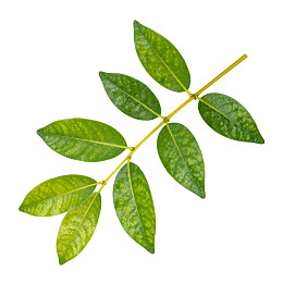 绿色叶片枝条特写图片