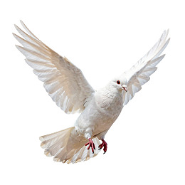 白色飞鸽展翅飞翔图片