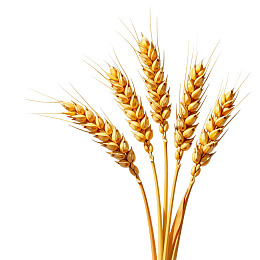 金黄色麦穗特写图片