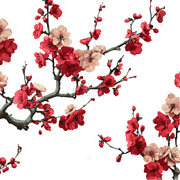 古典意境中的梅花绽放