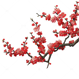 春意盎然的梅花盛开瞬间