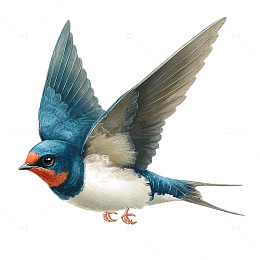 翱翔天际的翠羽精灵