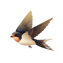 翱翔天际的羽翼之舞