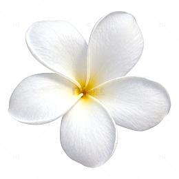 素雅白花特写片