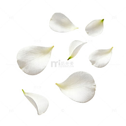 简约白花瓣漂浮背景图