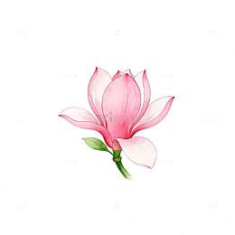 水彩粉色玉兰花插画设计素材