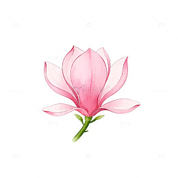 水彩玉兰花插画设计素材