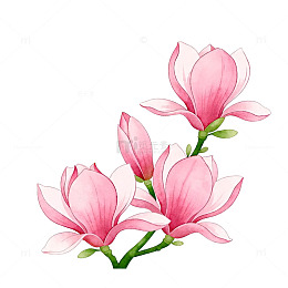 水彩风格玉兰花插画