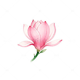 水彩玉兰粉红花姿图