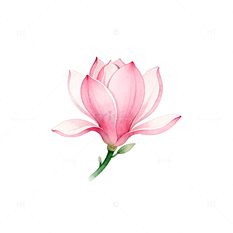 水彩玉兰粉红花姿图