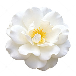 纯白茶花特写片