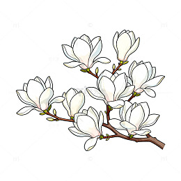 玉兰花开插画素材