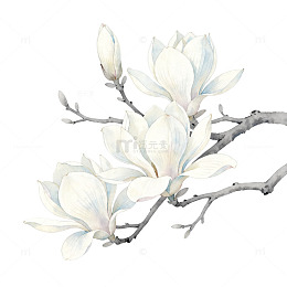 淡雅玉兰水墨画手绘素材