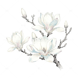 玉兰花水彩画