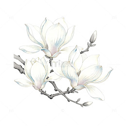 淡雅玉兰花水墨画