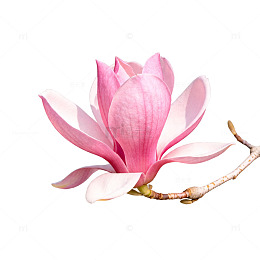 玉兰花粉色花卉插图