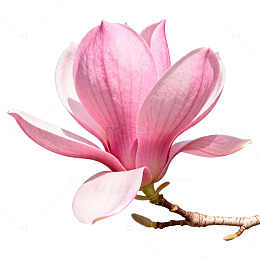 粉红玉兰花特写片