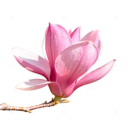 玉兰花开春意浓