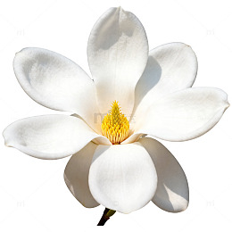 素雅玉兰花特写片