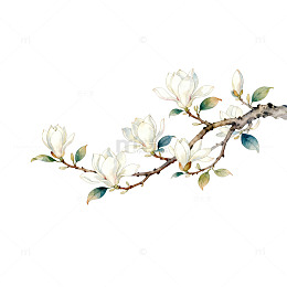 玉兰花水彩插画