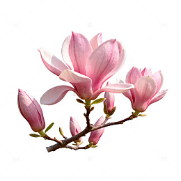 玉兰花盛开春光美景片