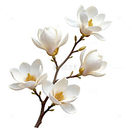 玉兰花开春日里