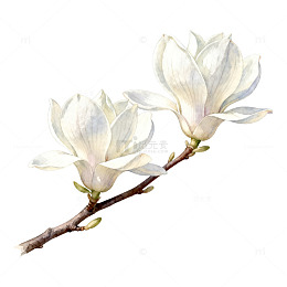 水彩玉兰花插画