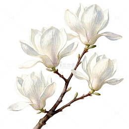玉兰花枝手绘插画