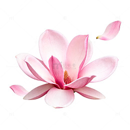 玉兰花盛开写真图片
