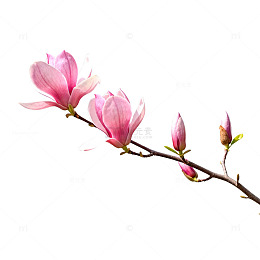 玉兰花盛开春色美