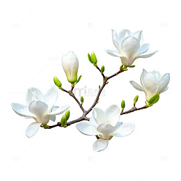 玉兰花枝插画素材