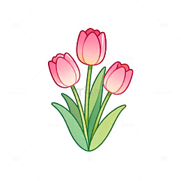 简约风格粉色郁金香插画