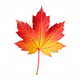 秋枫红艳叶剪影装饰素材