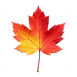 秋枫红叶特写片