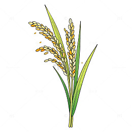 手绘稻谷插图素材