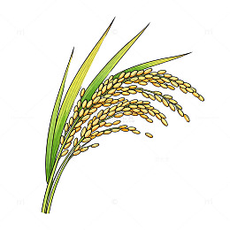 插画风水稻谷物手绘素材