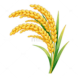 金黄水稻插画设计素材