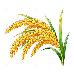 金色水稻插图矢量素材