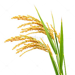 清新水稻植株素材