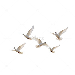 蓝天白鸽自由飞翔