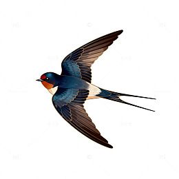 燕子插画艺术素材
