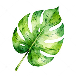 水彩绿叶片热带植物插画