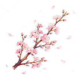 樱花绽放春日美景插画