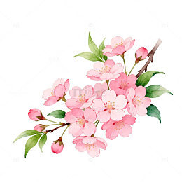 樱花插画春天清新艺术素材