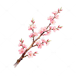 水彩桃花枝插画