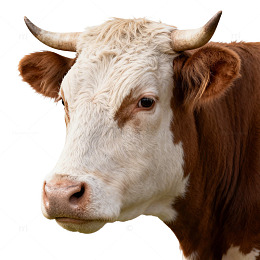 田园风棕白牛特写片