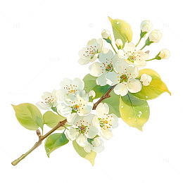 梨花盛开如春梦幻绽放