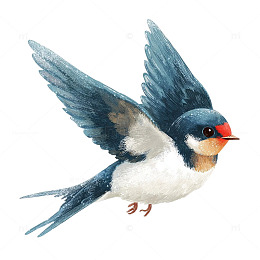 翩然飞舞的蓝白燕子传奇