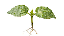 幼苗根系清晰可见图片