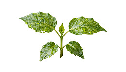 绿叶植物水珠特写图片